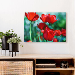 Obraz na płótnie Pojedyncze czerwone tulipany na tle zielonej łąki