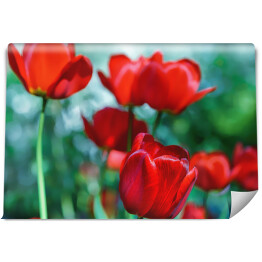 Pojedyncze czerwone tulipany na tle zielonej łąki