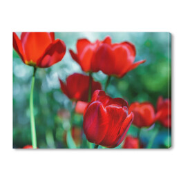 Obraz na płótnie Pojedyncze czerwone tulipany na tle zielonej łąki