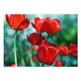 Pojedyncze czerwone tulipany na tle zielonej łąki