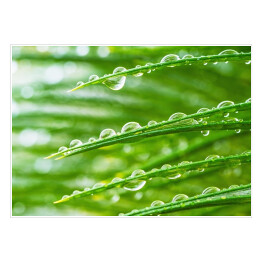 Plakat samoprzylepny Trawy w porze deszczowej