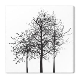 Kształt drzewa bez liści na białym tle