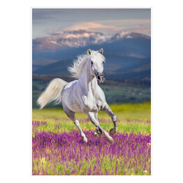 Plakat samoprzylepny Koń na zielonym polu na tle śnieżnych gór