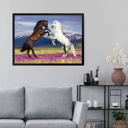 Obraz w ramie Dwa konie na kwiecistym polu na tle gór