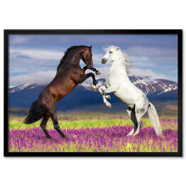 Plakat w ramie Dwa konie na kwiecistym polu na tle gór
