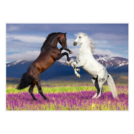 Plakat samoprzylepny Dwa konie na kwiecistym polu na tle gór