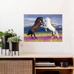 Plakat Dwa konie na kwiecistym polu na tle gór