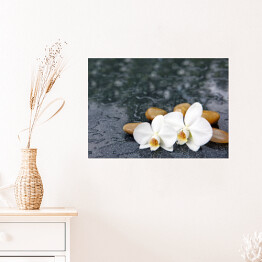 Plakat Dwa kwiaty orchidei i jasne kamienie