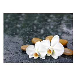 Plakat samoprzylepny Dwa kwiaty orchidei i jasne kamienie