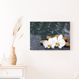 Obraz na płótnie Dwa kwiaty orchidei i jasne kamienie