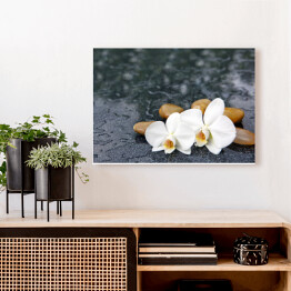 Obraz na płótnie Dwa kwiaty orchidei i jasne kamienie