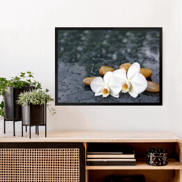 Obraz w ramie Dwa kwiaty orchidei i jasne kamienie