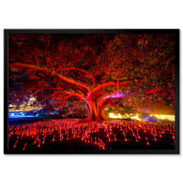 Plakat w ramie Drzewo rozświetlone czerwonymi światłami w nocy, Sydney, Australia