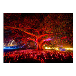 Plakat Drzewo rozświetlone czerwonymi światłami w nocy, Sydney, Australia