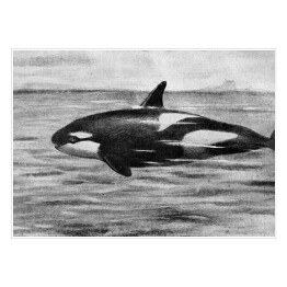 Orka - czarno biała grafika