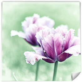 Wiosenne tulipany 