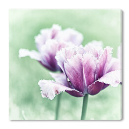 Obraz na płótnie Wiosenne tulipany 