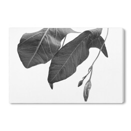 Obraz na płótnie Duże liście w odcieniach szarości