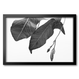Obraz w ramie Duże liście w odcieniach szarości