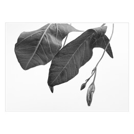 Plakat samoprzylepny Duże liście w odcieniach szarości