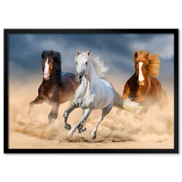 Plakat w ramie Trzy konie z długimi grzywami galopujące przez pustynię