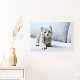 Obraz na płótnie Piękny mały kot na szarej kanapie