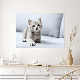 Plakat Piękny mały kot na szarej kanapie