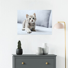 Plakat samoprzylepny Piękny mały kot na szarej kanapie