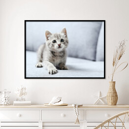 Plakat w ramie Piękny mały kot na szarej kanapie