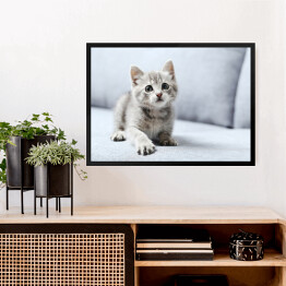 Obraz w ramie Piękny mały kot na szarej kanapie