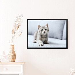 Obraz w ramie Piękny mały kot na szarej kanapie
