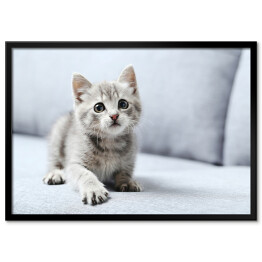 Plakat w ramie Piękny mały kot na szarej kanapie