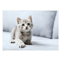 Plakat samoprzylepny Piękny mały kot na szarej kanapie