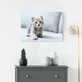 Obraz na płótnie Piękny mały kot na szarej kanapie