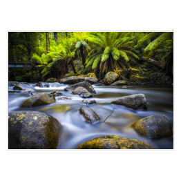 Plakat samoprzylepny Taggerty River, Victoria, Australia