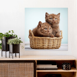 Plakat samoprzylepny Dwa brązowe długowłose kotki siedzące w koszyku