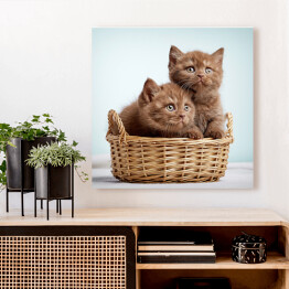 Obraz na płótnie Dwa brązowe długowłose kotki siedzące w koszyku