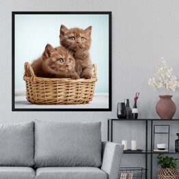 Obraz w ramie Dwa brązowe długowłose kotki siedzące w koszyku