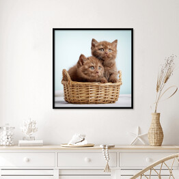 Plakat w ramie Dwa brązowe długowłose kotki siedzące w koszyku