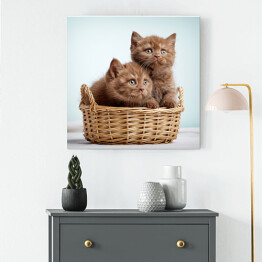 Obraz na płótnie Dwa brązowe długowłose kotki siedzące w koszyku