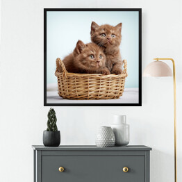 Obraz w ramie Dwa brązowe długowłose kotki siedzące w koszyku