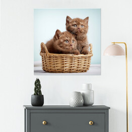 Plakat samoprzylepny Dwa brązowe długowłose kotki siedzące w koszyku