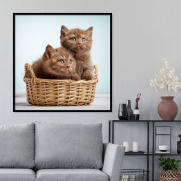 Plakat w ramie Dwa brązowe długowłose kotki siedzące w koszyku