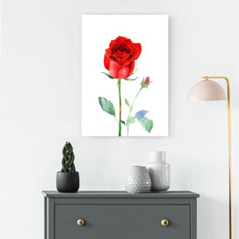 Obraz na płótnie Akwarelowa czerwona róża