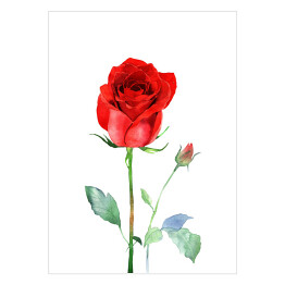 Plakat Akwarelowa czerwona róża