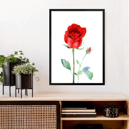 Obraz w ramie Akwarelowa czerwona róża