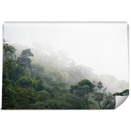 Fototapeta winylowa zmywalna mglisty las dżungli