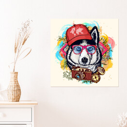 Husky - hipster na kolorowym tle