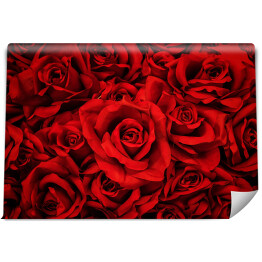 Fototapeta Dywan z pięknych czerwonych róż