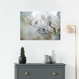 Plakat Motyw magnolii